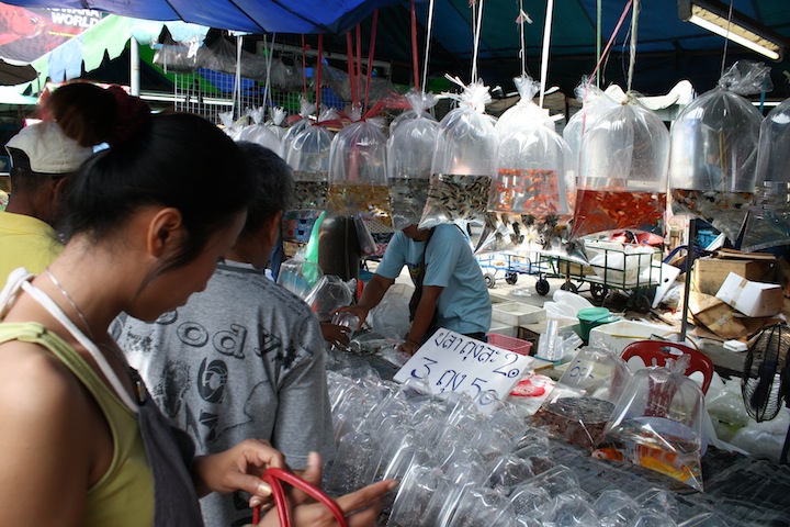 Thailand 46