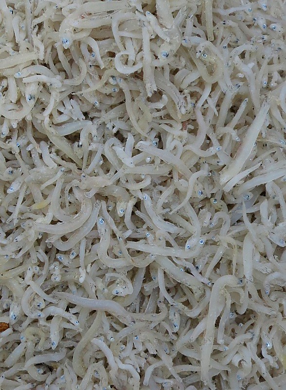 Ikan Billis 9