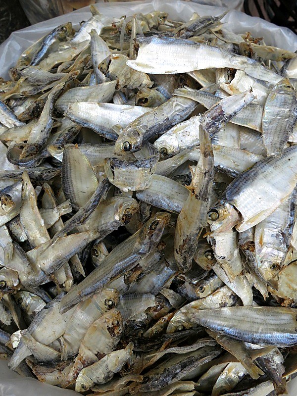 Ikan Billis 13