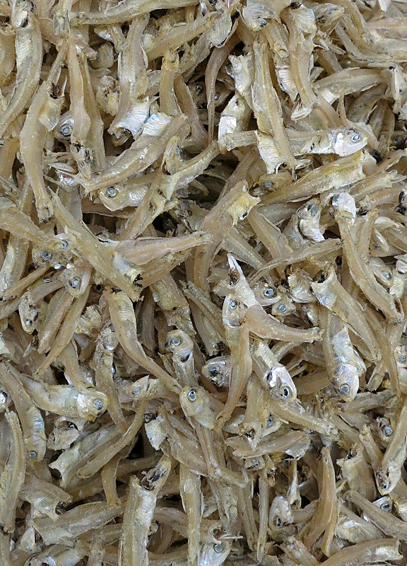 Ikan Billis 16