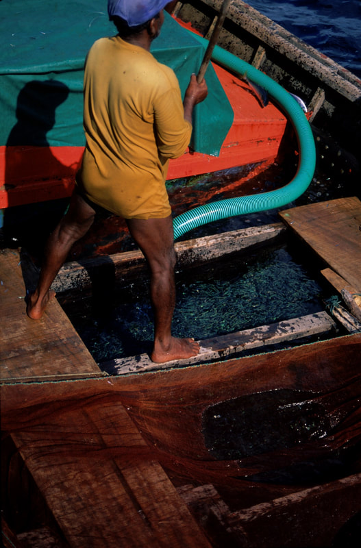 Maldives 82