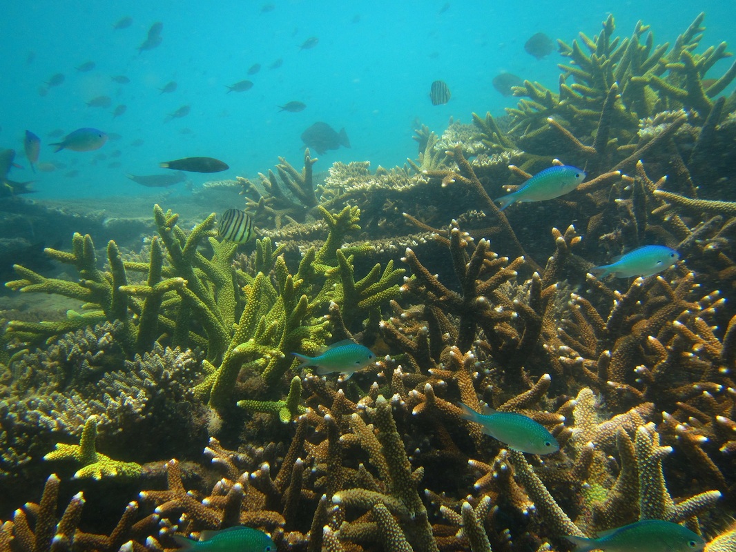 Merapas Expedition 30