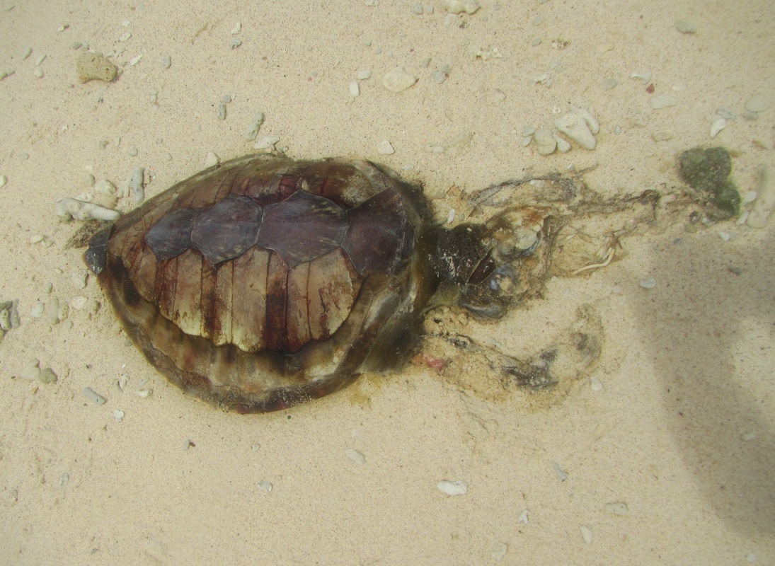 Merapas Expedition 38