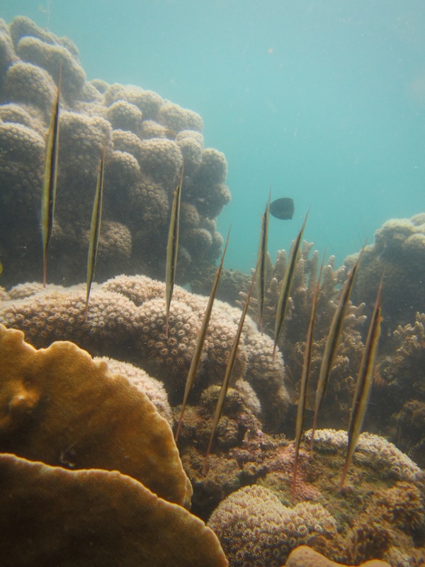 Merapas Expedition 47