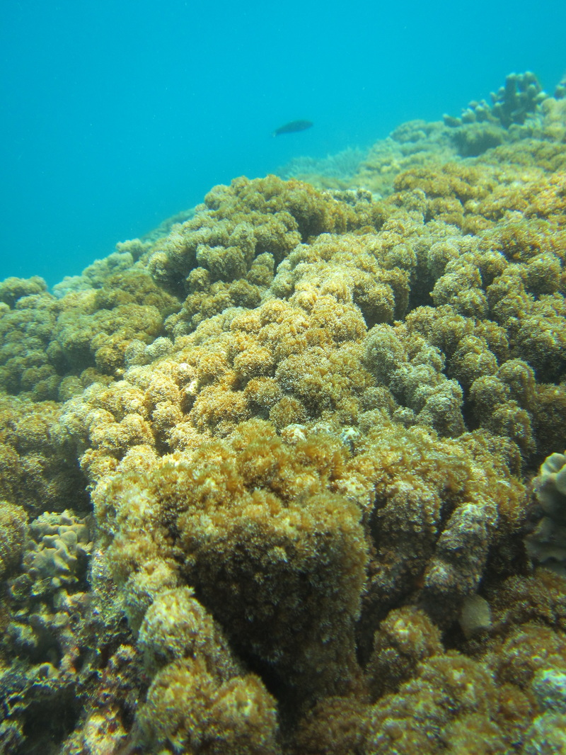 Merapas Expedition 49