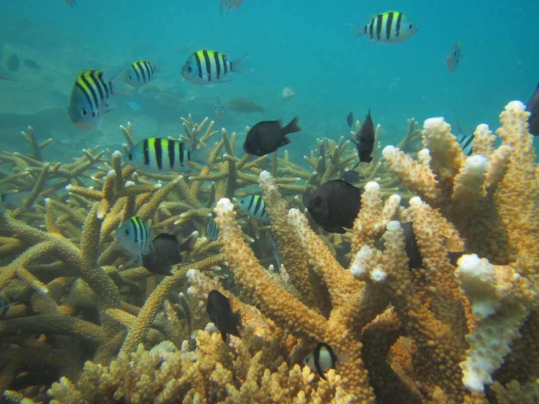 Merapas Expedition 53