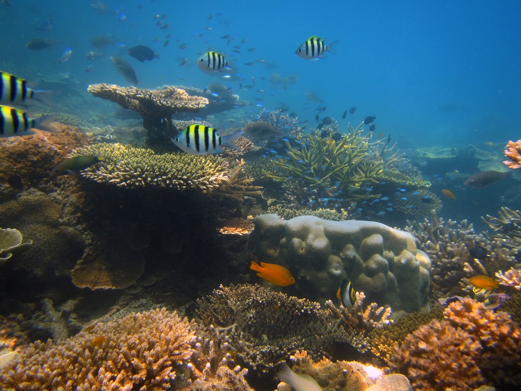 Merapas Expedition 55
