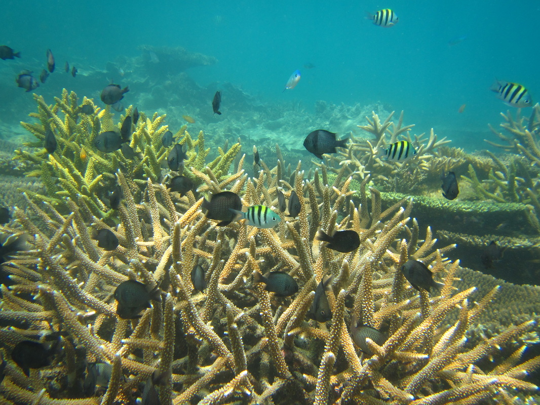 Merapas Expedition 59