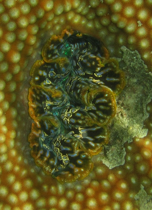 Merapas Expedition 67