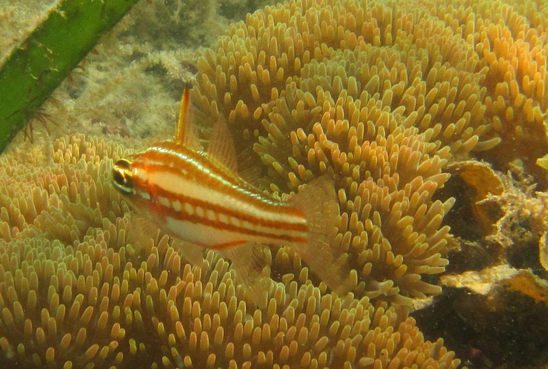 Merapas Expedition 72