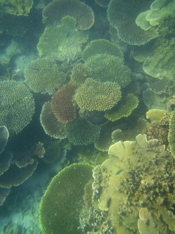 Merapas Expedition 81