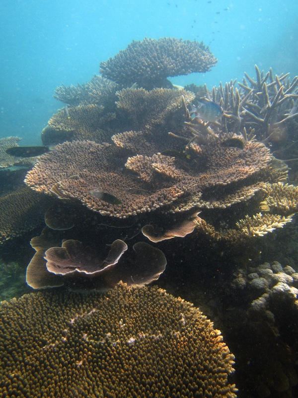 Merapas Expedition 98