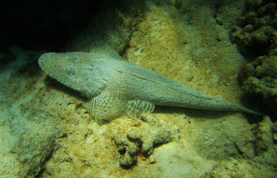 Merapas Expedition 126