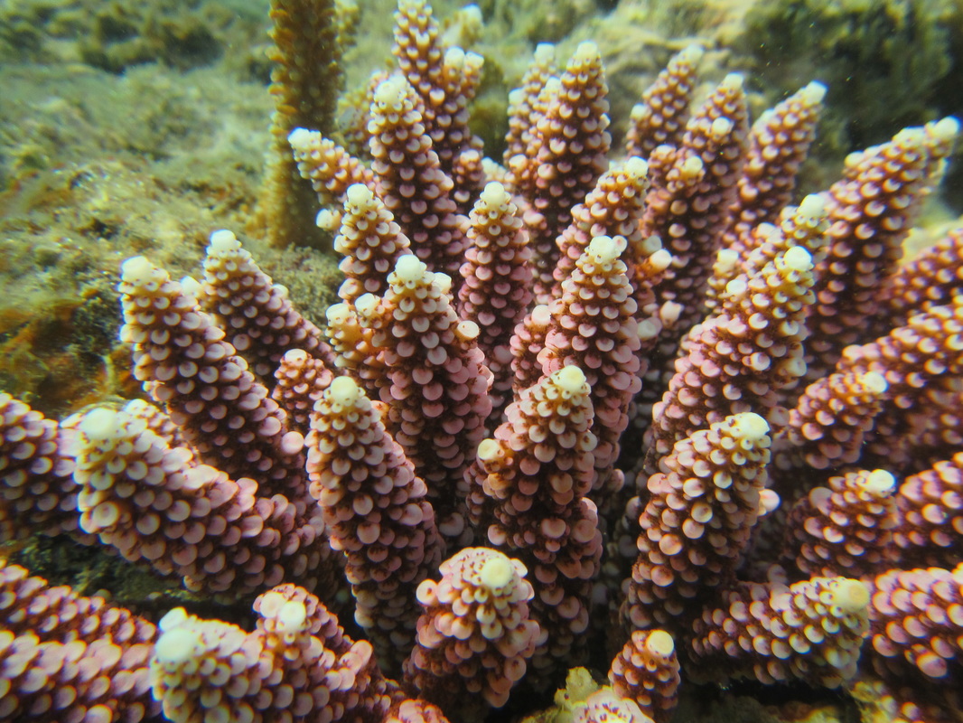 Merapas Expedition 171