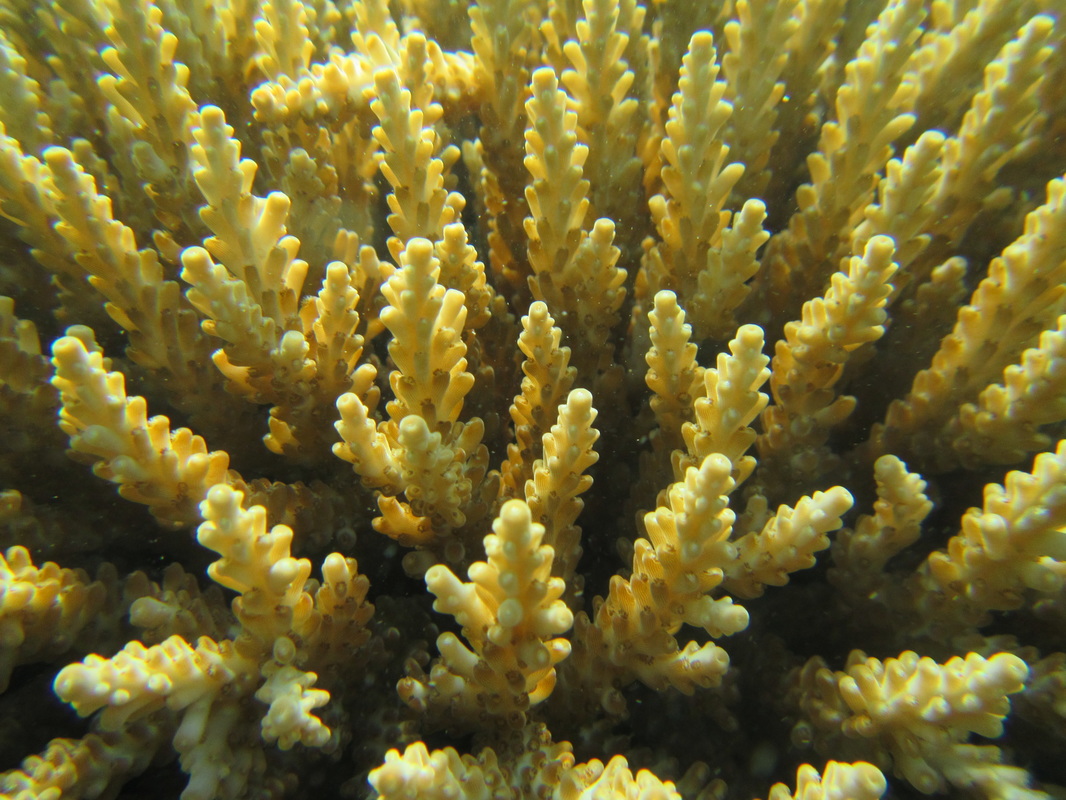 Merapas Expedition 200