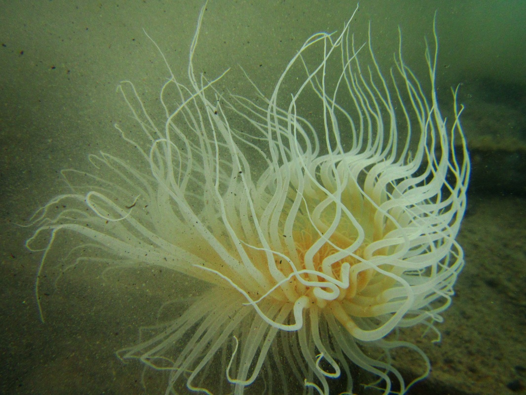 Merapas Expedition 203