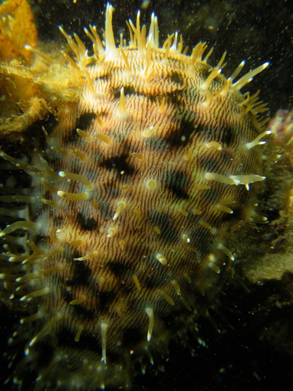 Merapas Expedition 213