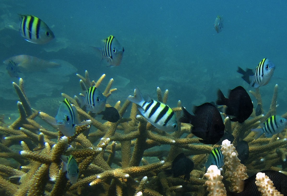 Merapas Expedition 224