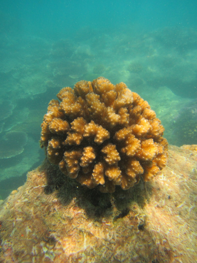 Merapas Expedition 225