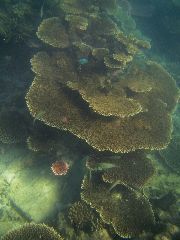 Merapas Expedition 228