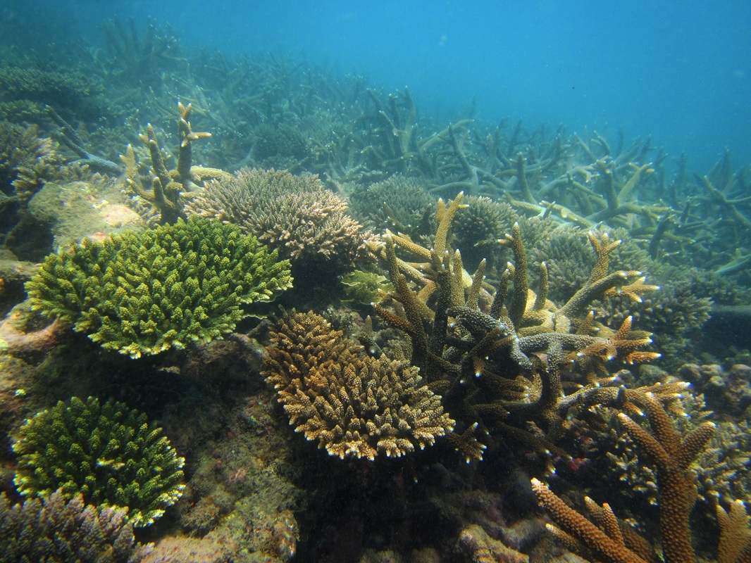 Merapas Expedition 229
