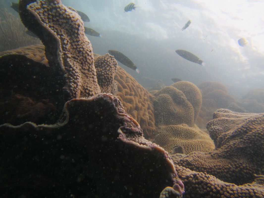 Merapas Expedition 237