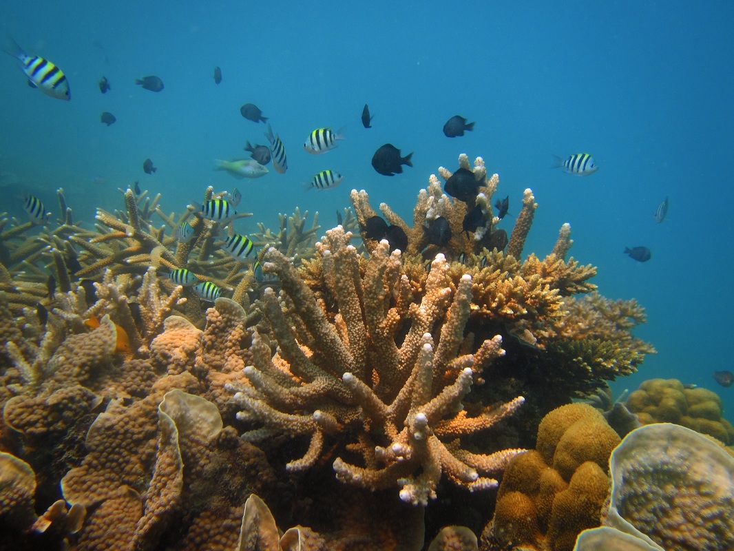 Merapas Expedition 256