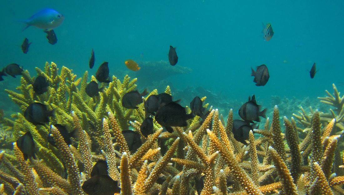 Merapas Expedition 258