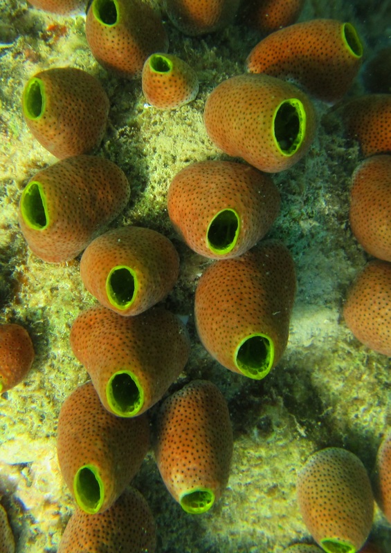 Merapas Expedition 274