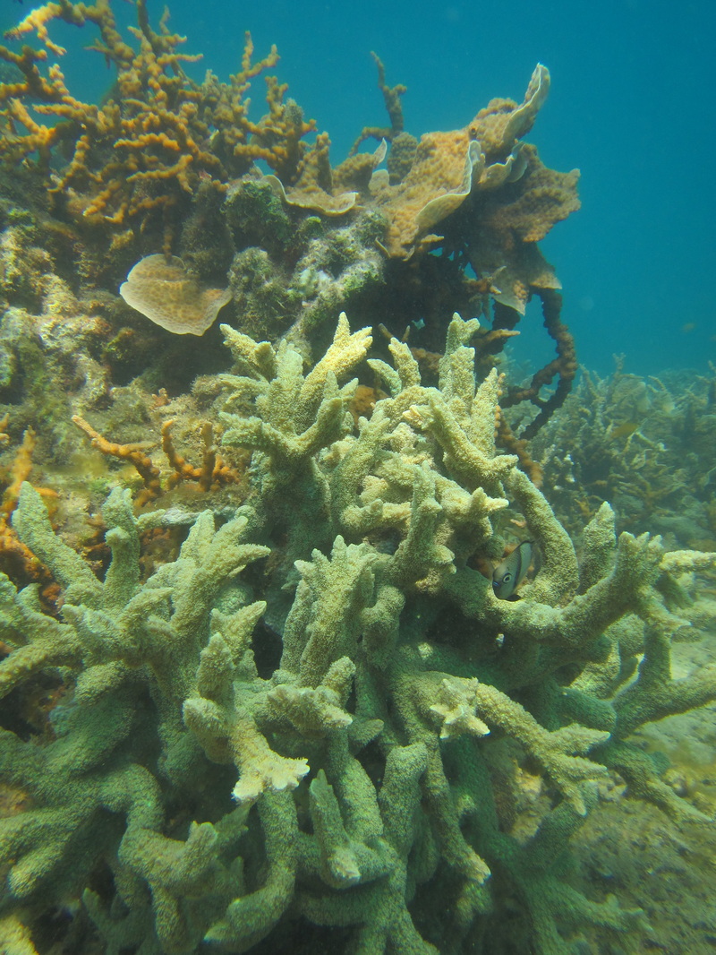 Merapas Expedition 288