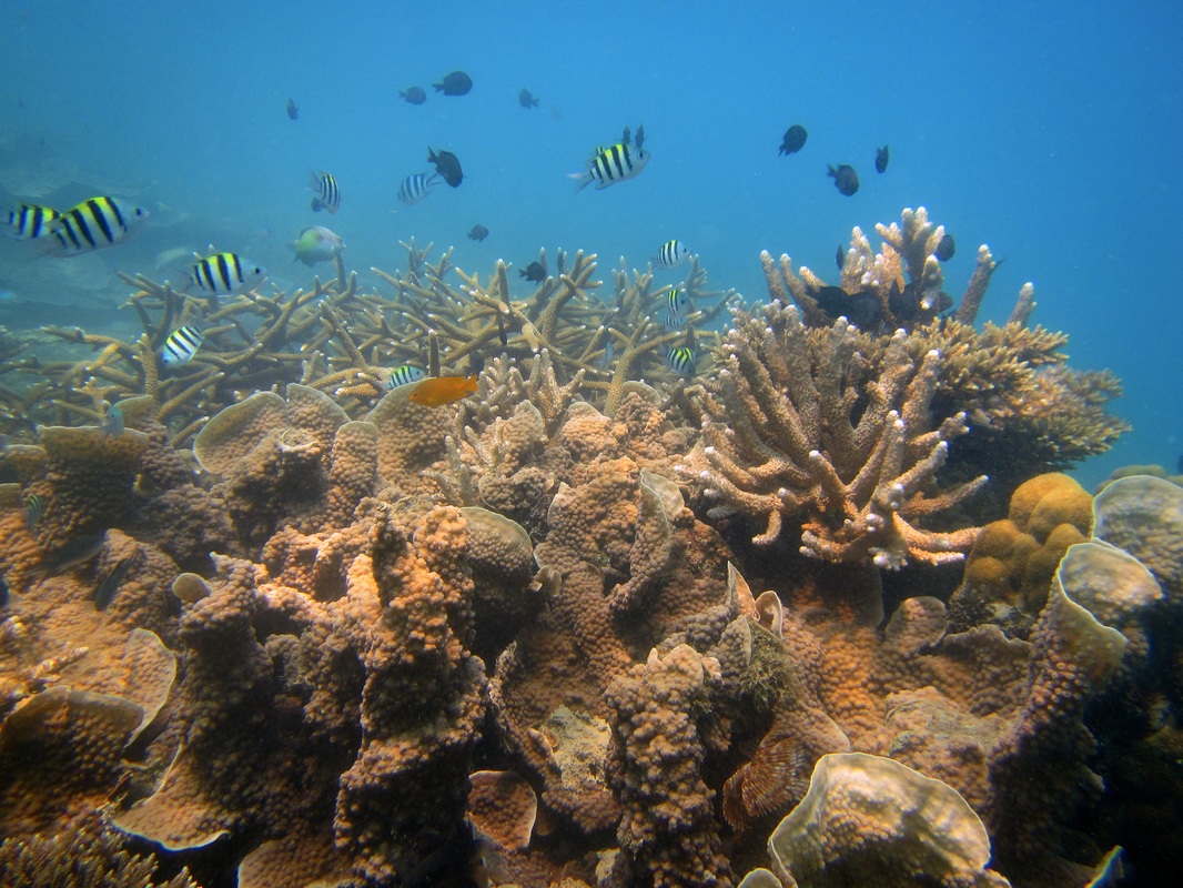 Merapas Expedition 289