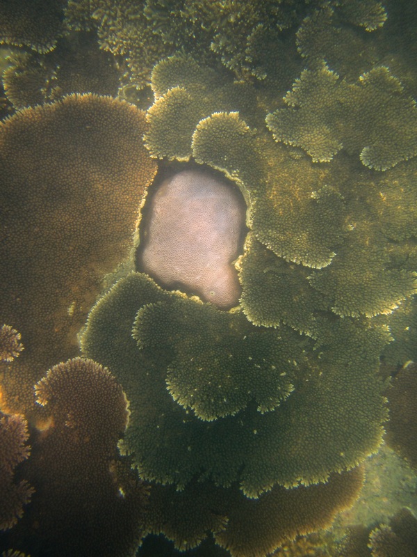 Merapas Expedition 293