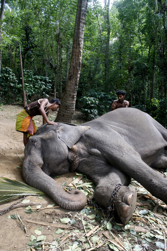 Sri Lanka — Buddha Tooth Relic celebration 28