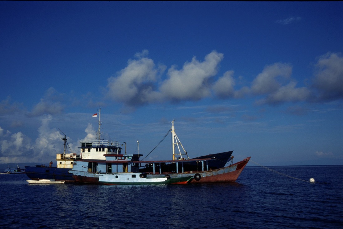 Sulawesi 50