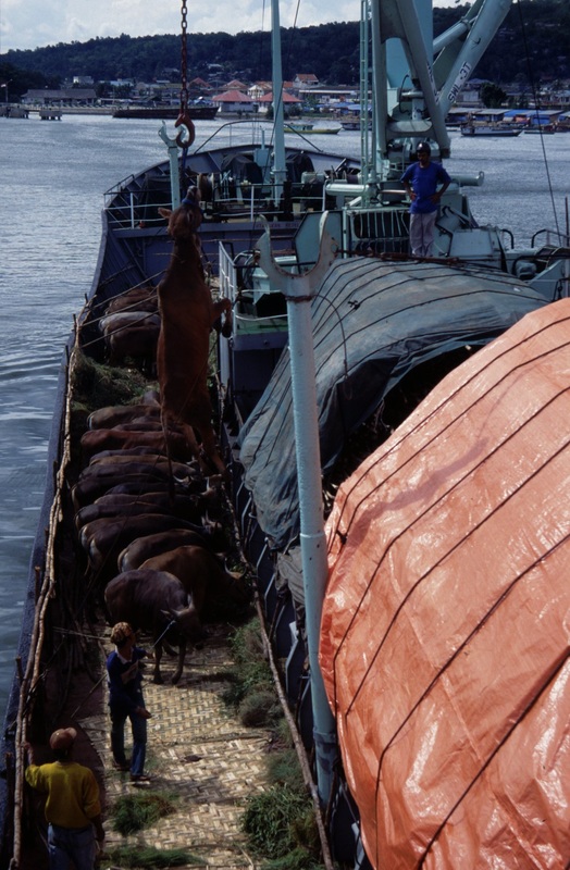 Sulawesi 131