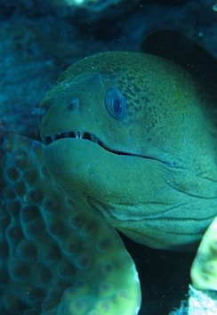 Bawah Underwater 4