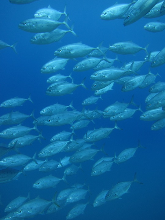 Bawah Underwater 6