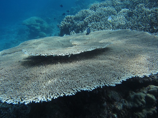Bawah Underwater 7