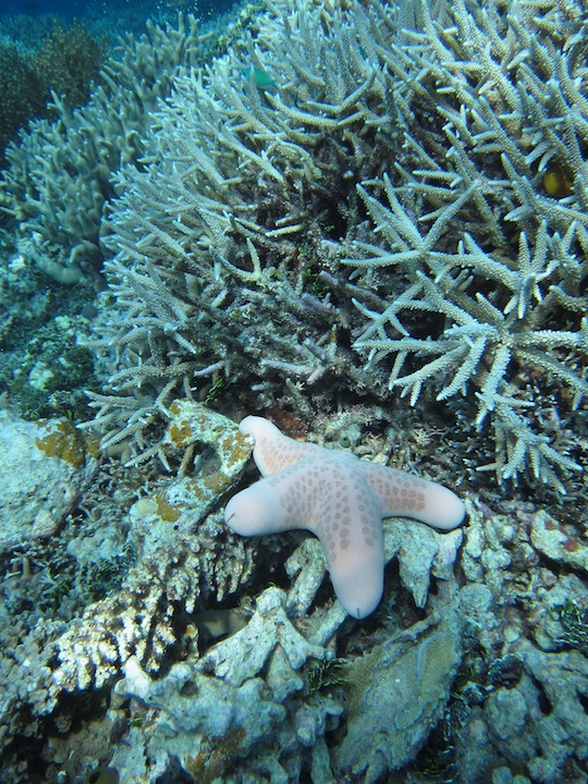 Bawah Underwater 8
