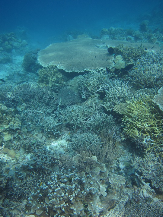 Bawah Underwater 9