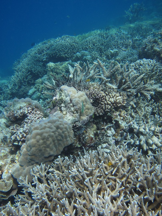 Bawah Underwater 10