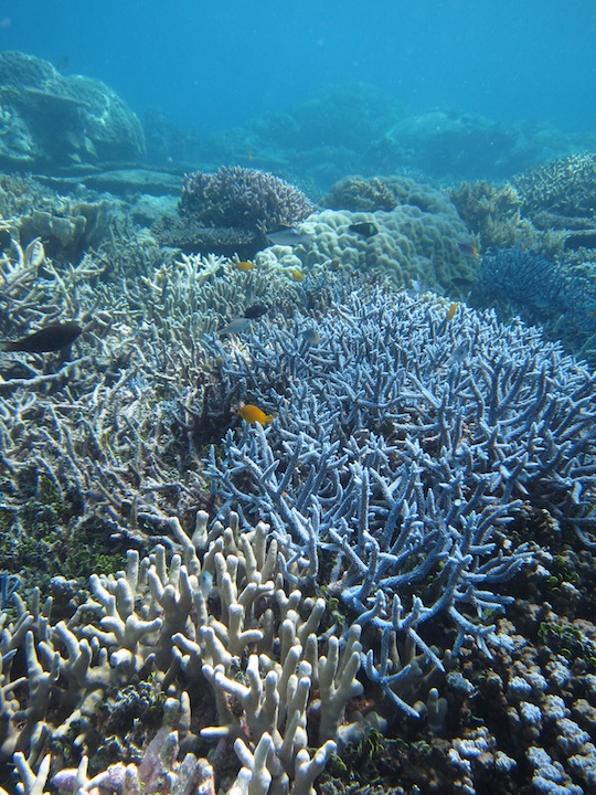 Bawah Underwater 11