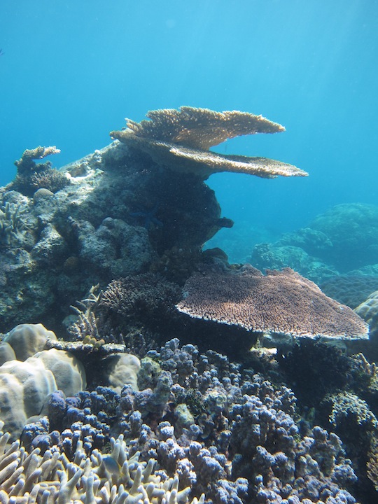 Bawah Underwater 12