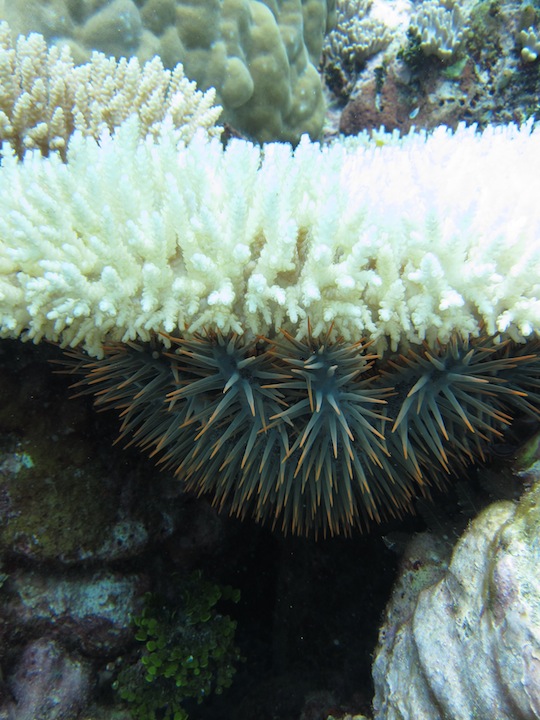 Bawah Underwater 13