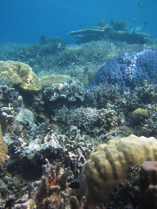 Bawah Underwater 14
