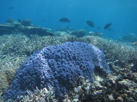 Bawah Underwater 15