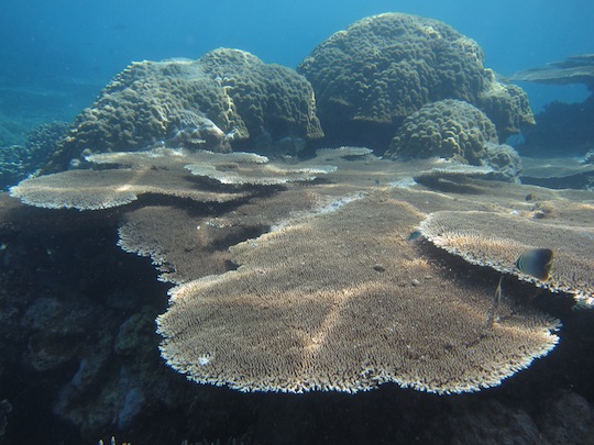 Bawah Underwater 16