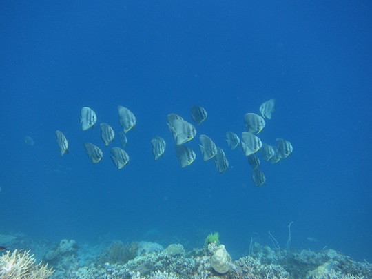 Bawah Underwater 17
