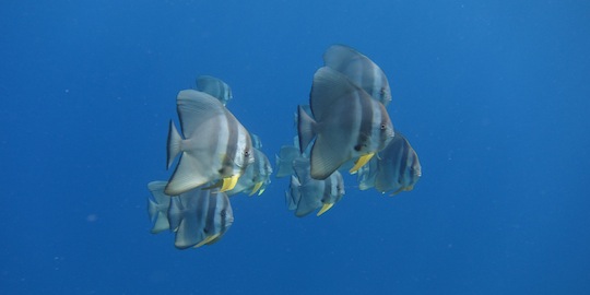 Bawah Underwater 19
