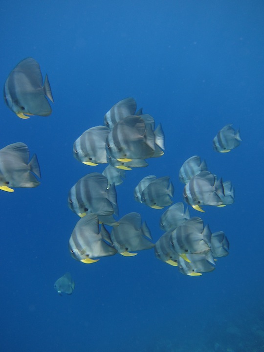 Bawah Underwater 20
